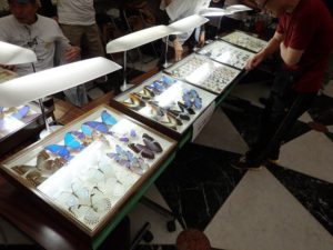 標本展示